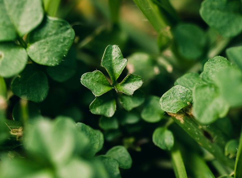 code Five88